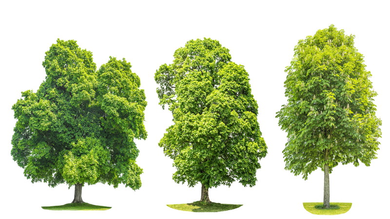 適切な伐採で達成する安心の生活環境