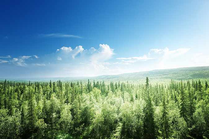 造林作業と自然環境のバランス