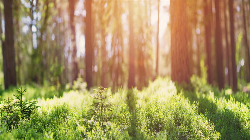 樹木伐採で安全な環境を実現する方法