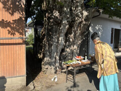 三原市某所　危険木伐採工事